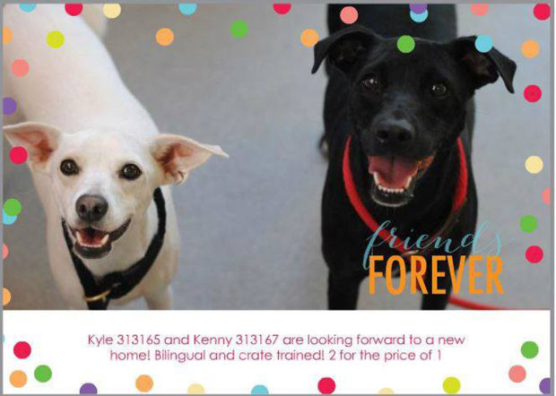 Pima Animal Care Center